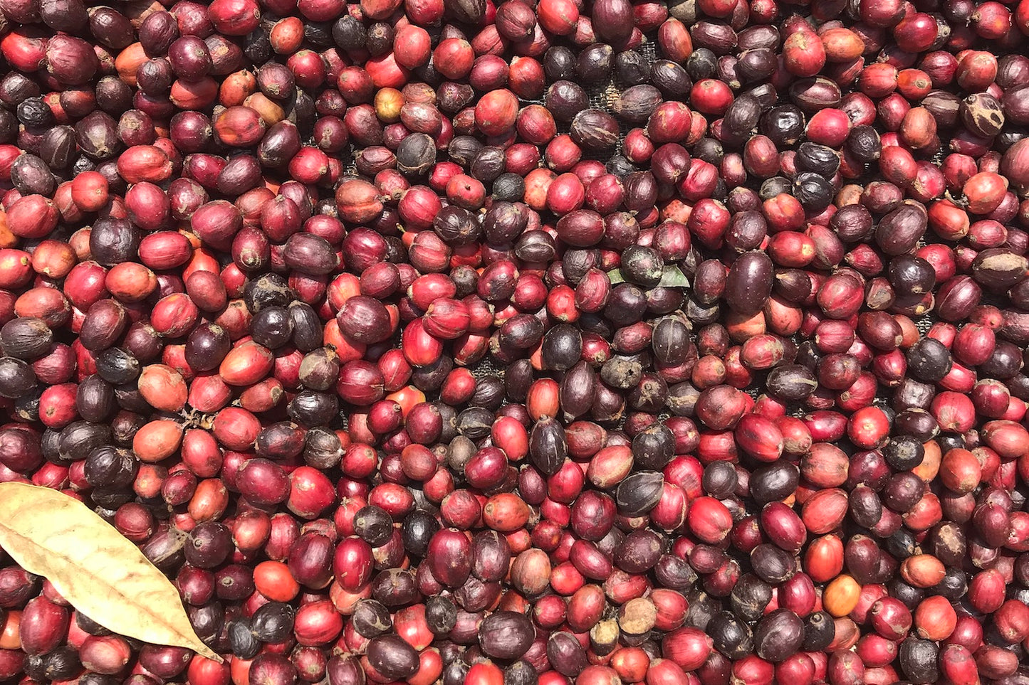 Mexico, Rancho San Felipe, José De Gasperin