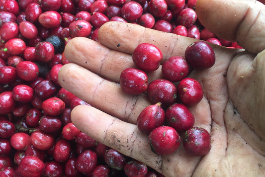 Ecuador, MasadiCoffee, Christian Saltos Morales