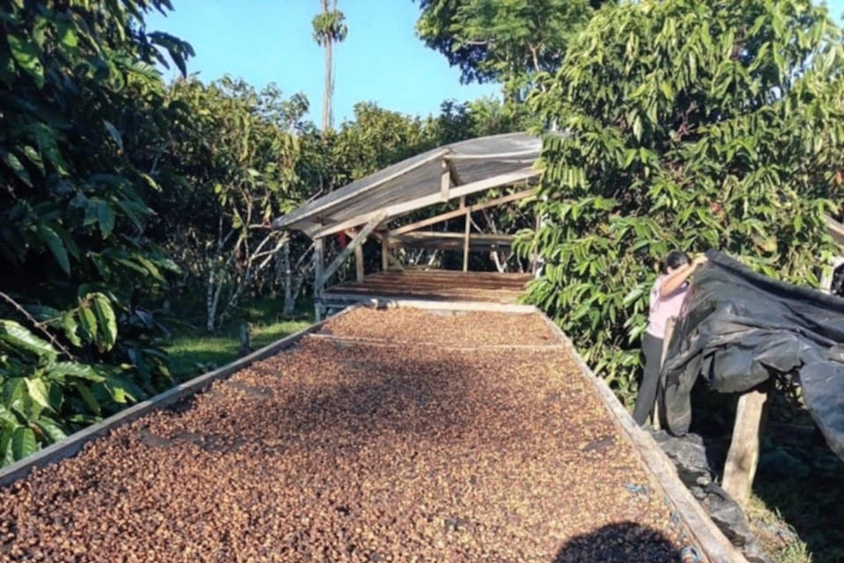 Équateur, MasadiCoffee, Christian Saltos Morales