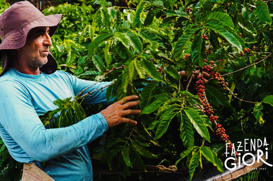 Brasilien, Fazenda Giori
