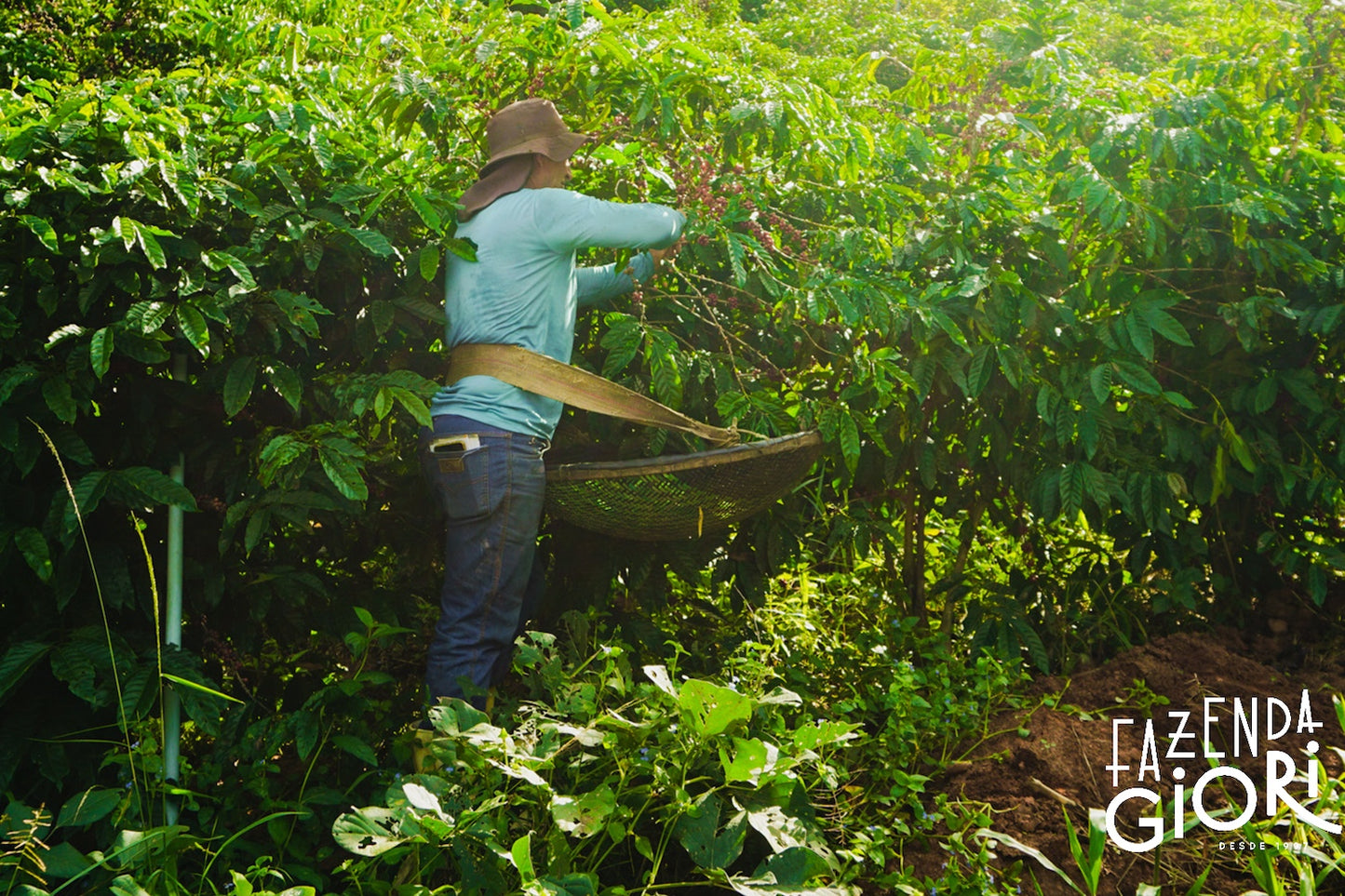 Brasilien, Fazenda Giori