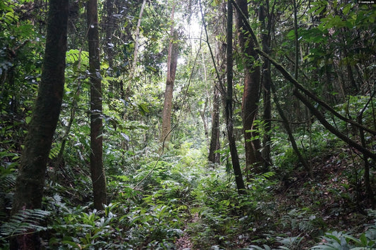 DR Congo, Lukula, Luki Mvuka