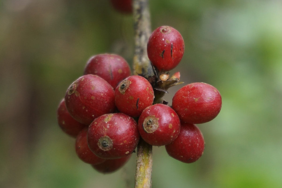 DR Congo, Lukula, Luki Mvuka