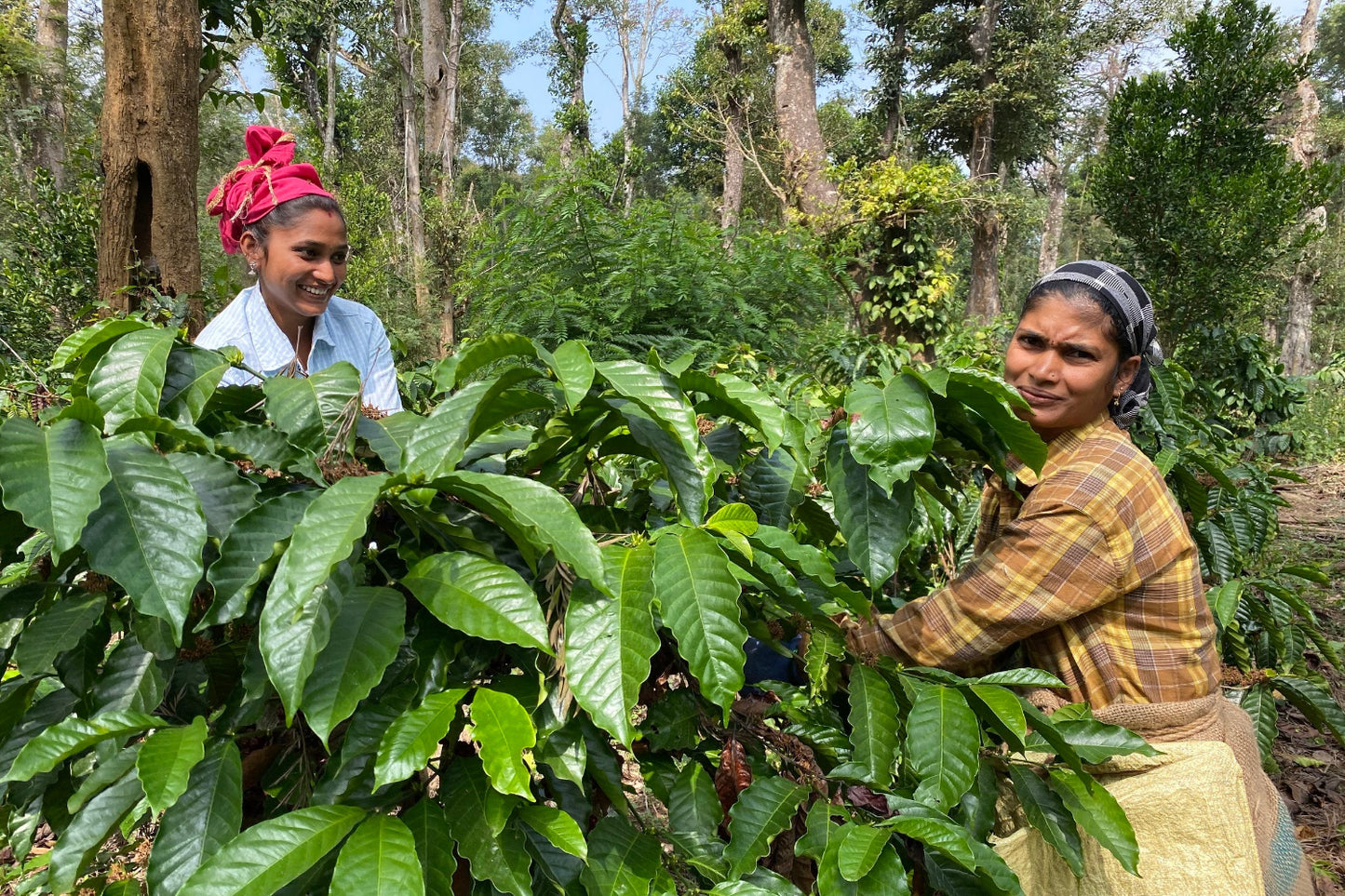 Indien, Coorg, Karnataka