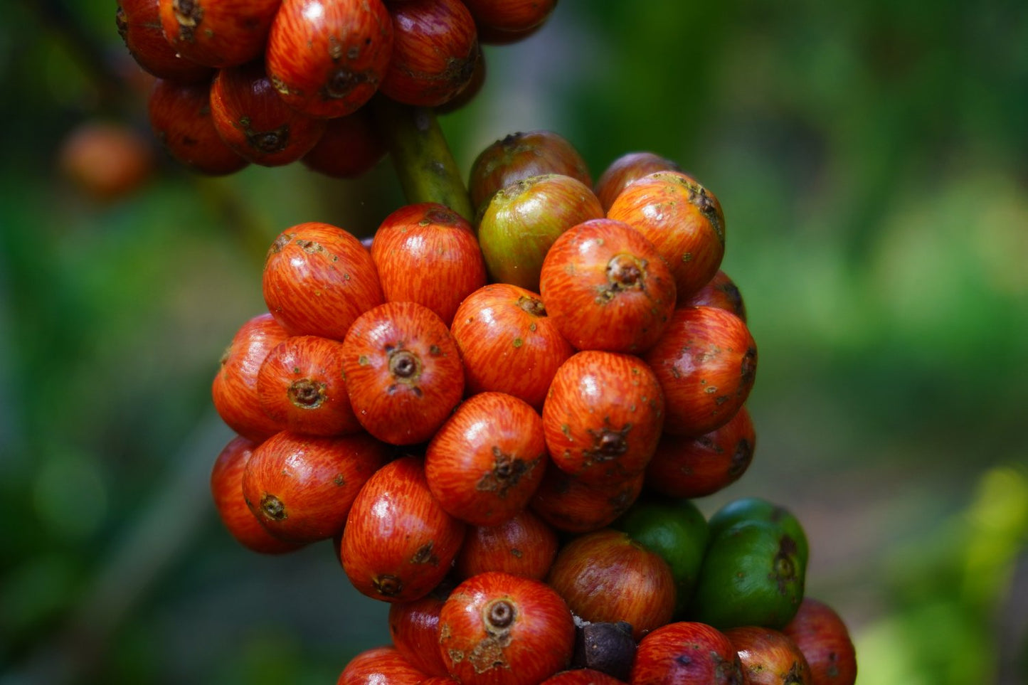Panama, Kiva Estate