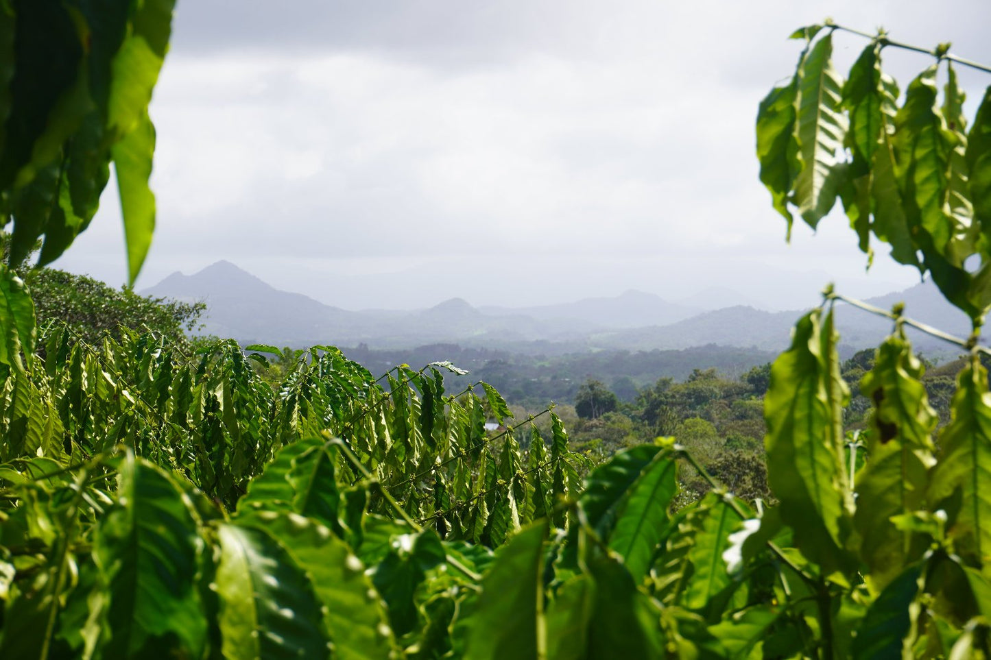 Panama, Kiva Estate