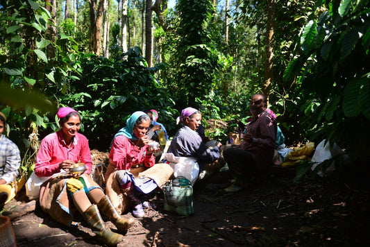 Indien, Liberica, Mooleh Manay