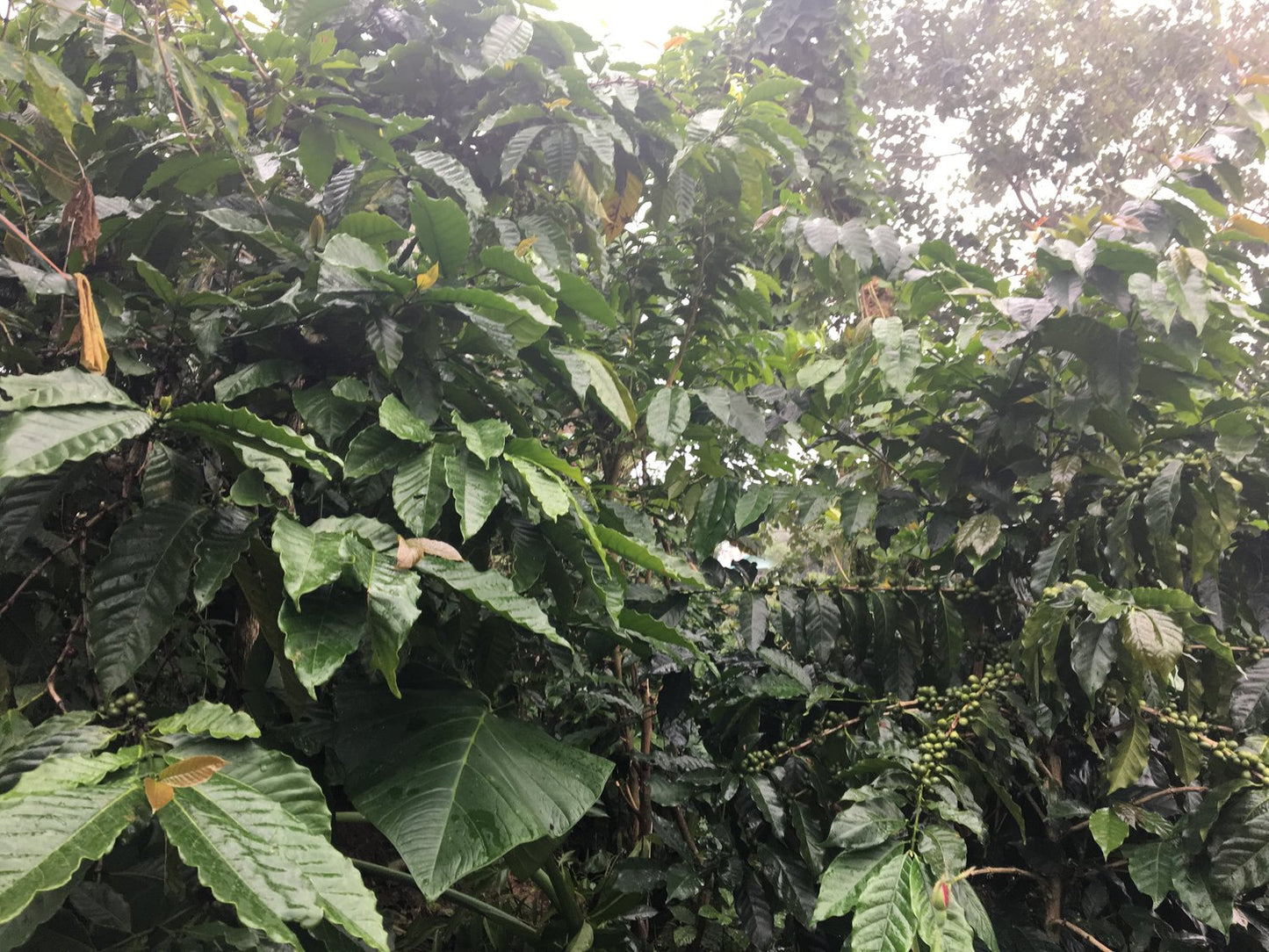N. 06