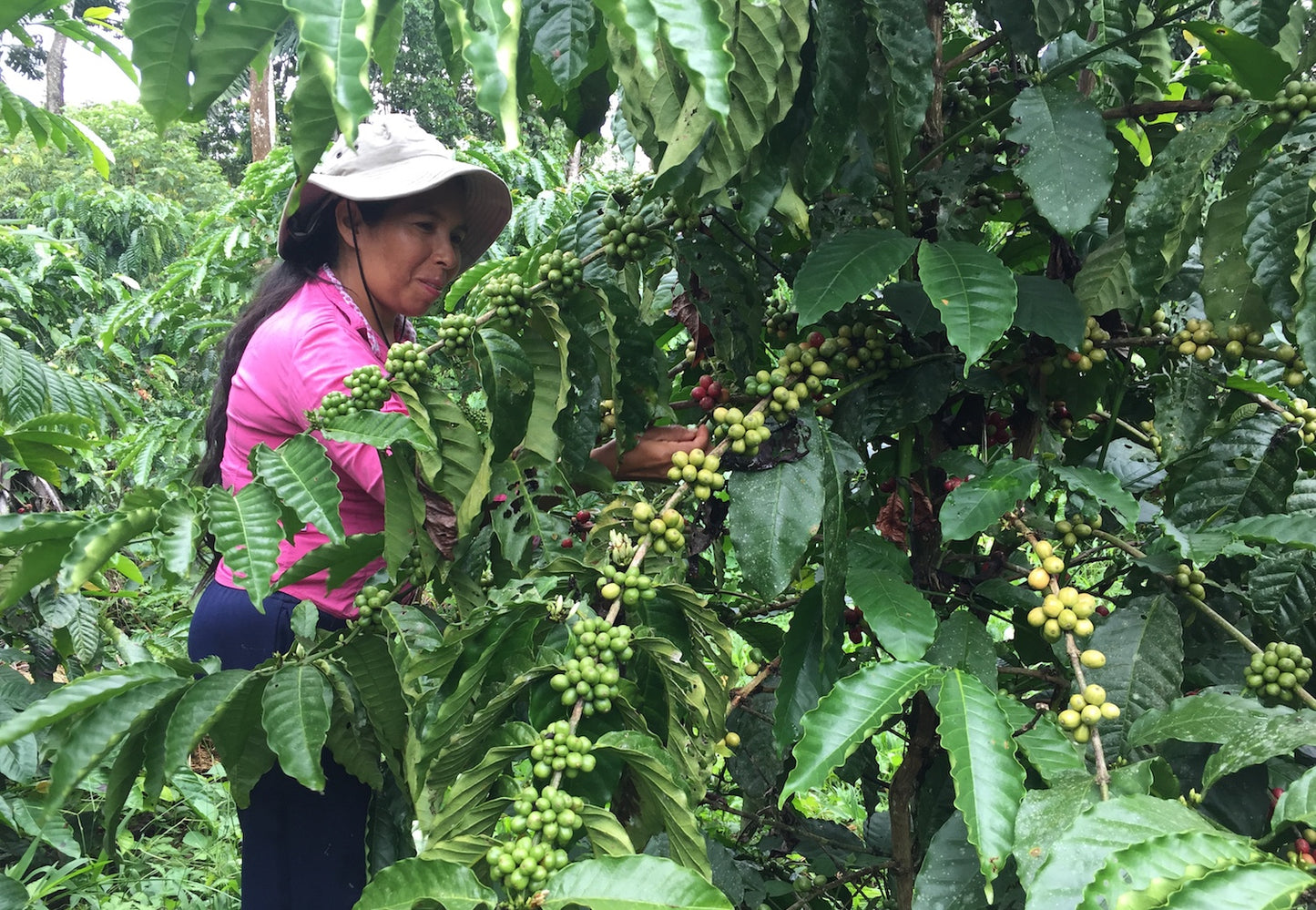 Ecuador, MasadiCoffee, Christian Saltos Morales