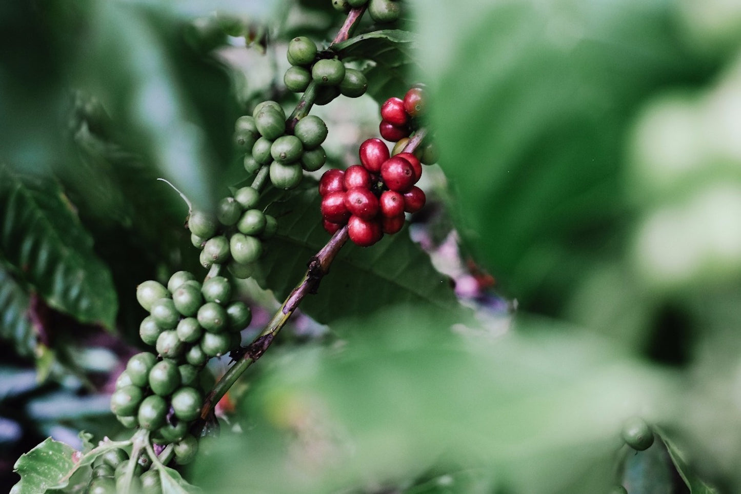 Ecuador, MasadiCoffee, Christian Saltos Morales
