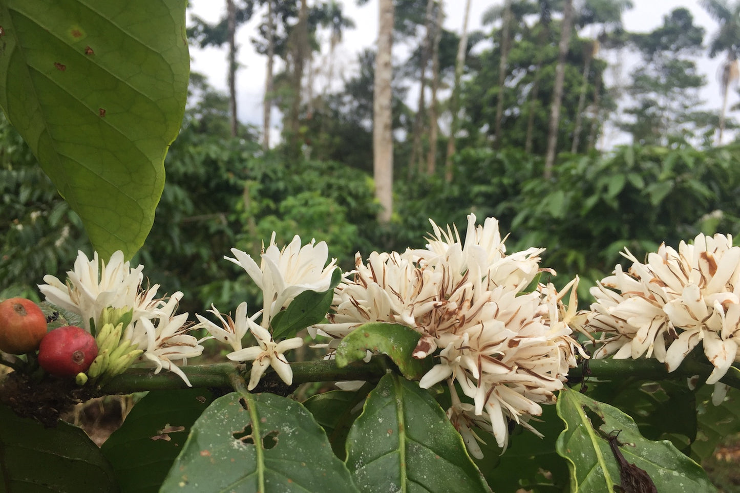 Ecuador, MasadiCoffee, Christian Saltos Morales