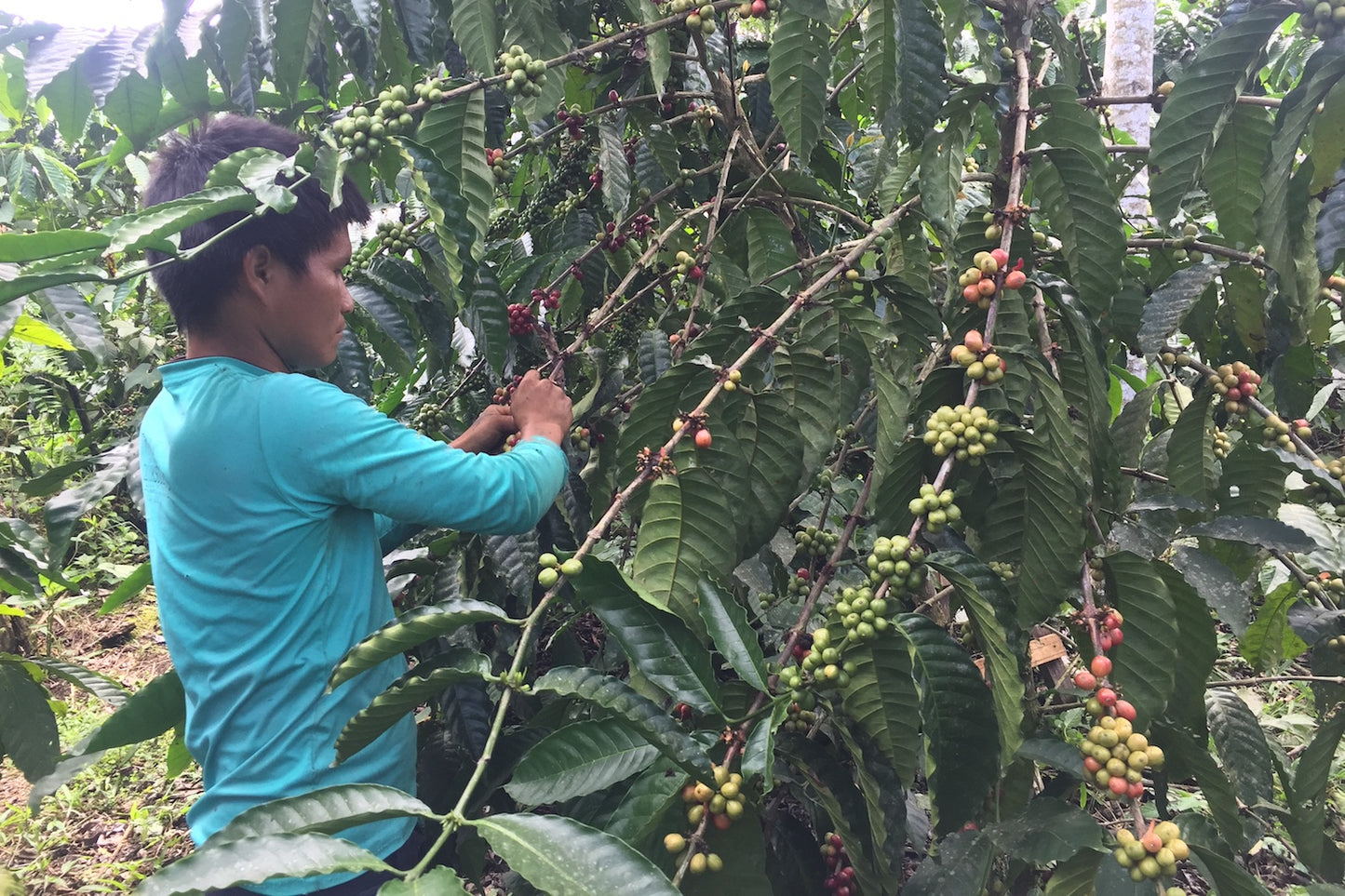 Ecuador, MasadiCoffee, Christian Saltos Morales