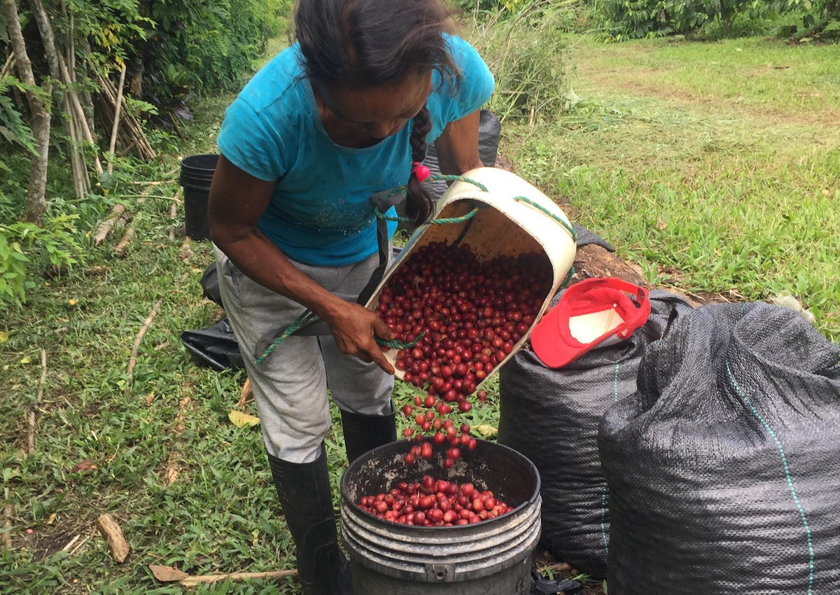 Équateur, MasadiCoffee, Christian Saltos Morales