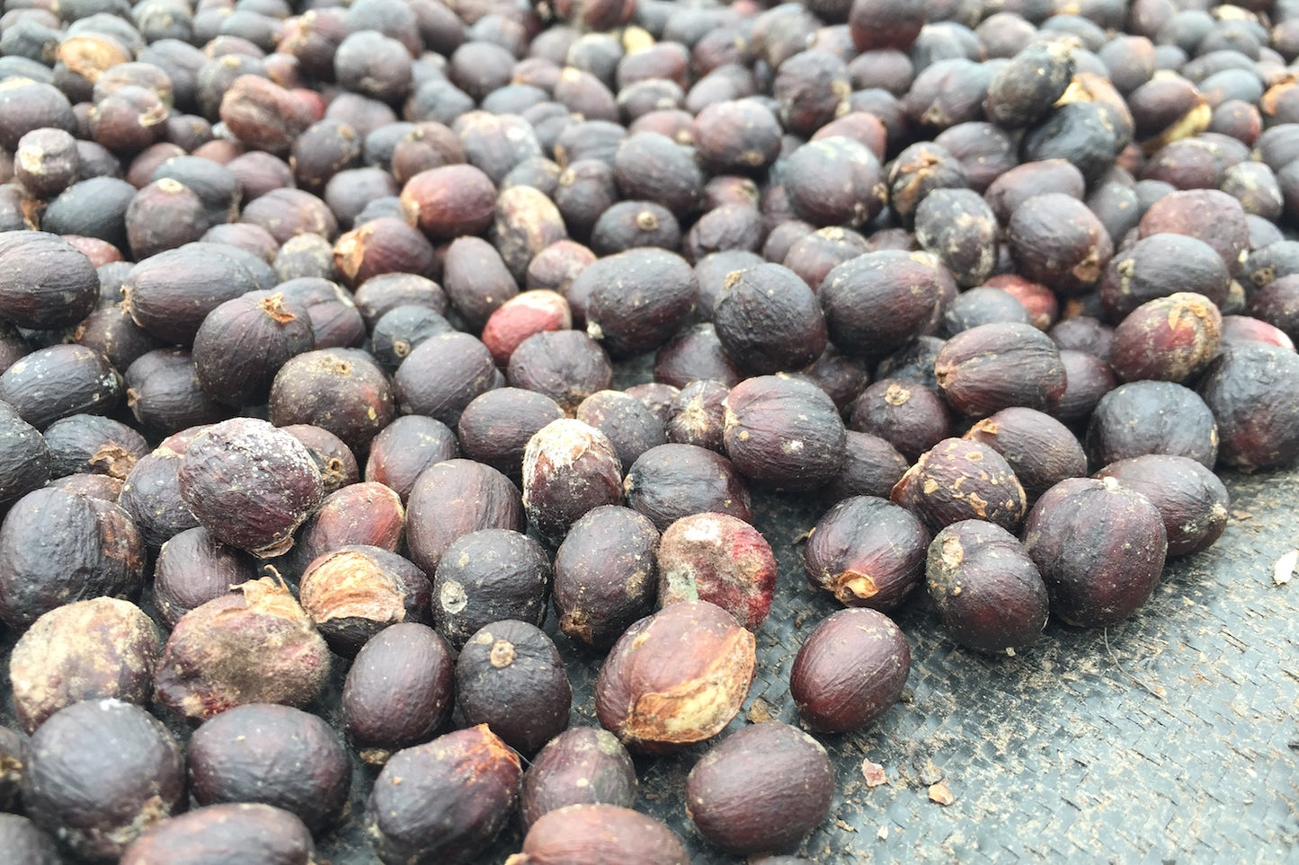 Ecuador, MasadiCoffee, Christian Saltos Morales