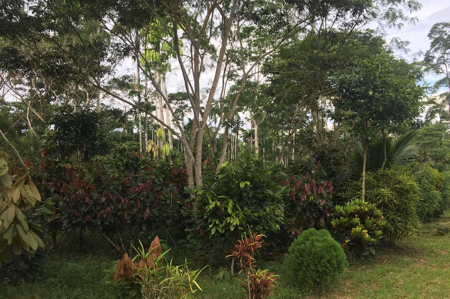 Ecuador, MasadiCoffee, Christian Saltos Morales