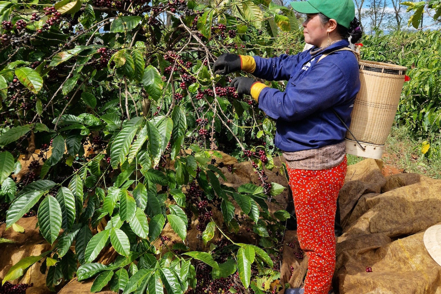 Vietnam, Siêu Sao, Tamba Coffee