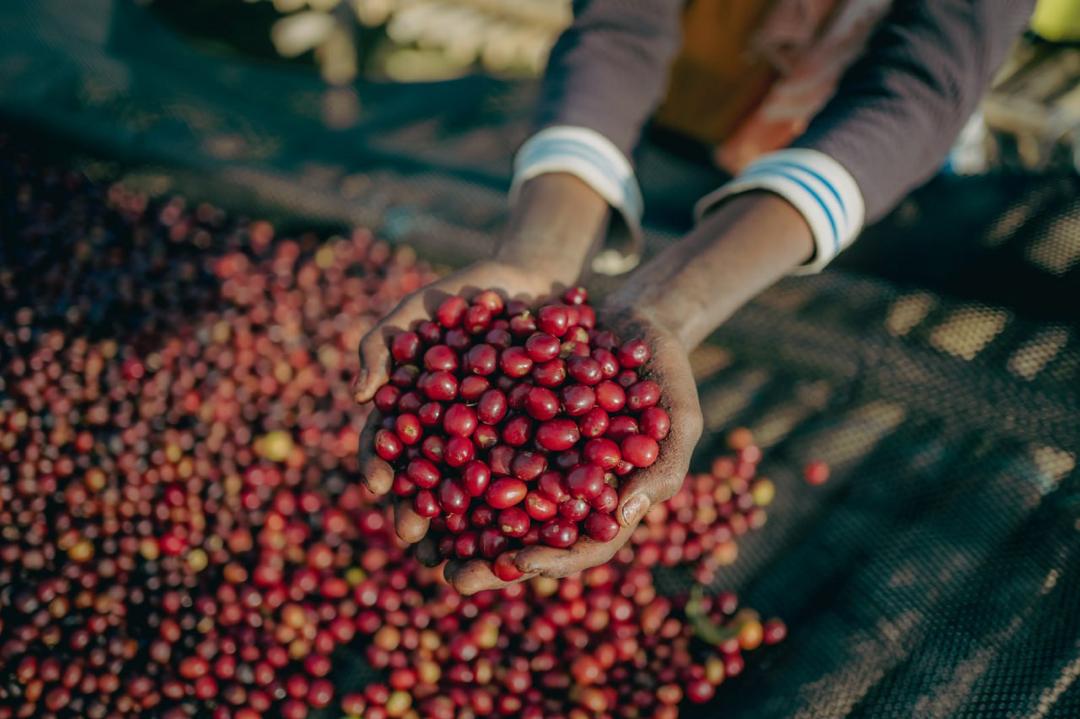 Äthiopien, Sidama, Ayla Bombe, BIO
