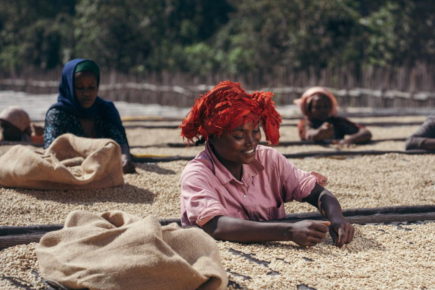 Äthiopien, Sidama, Ayla Bombe, BIO