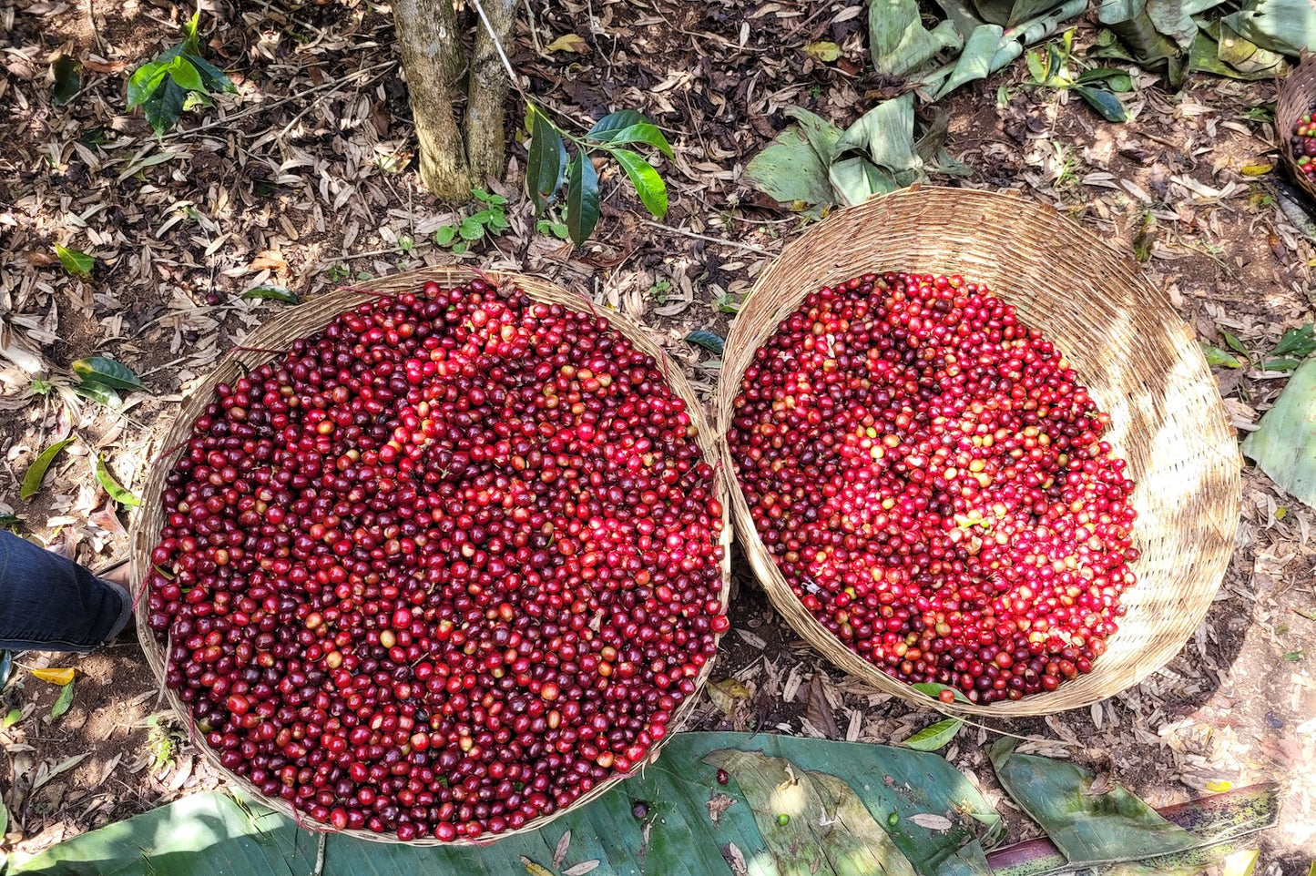 Äthiopien, Yirgacheffe, Gedeb, Danche Chelbesa