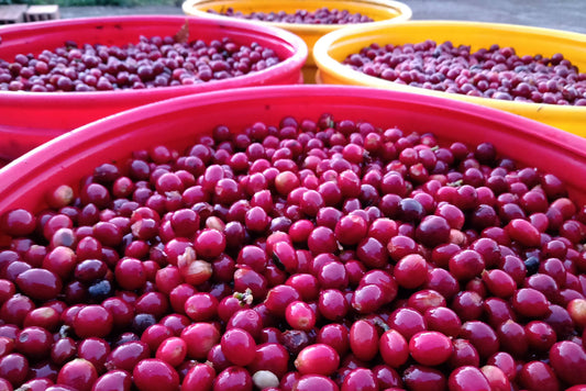 Kolumbien, Antioquia, Fincamigos, Laurina (LowCaf)