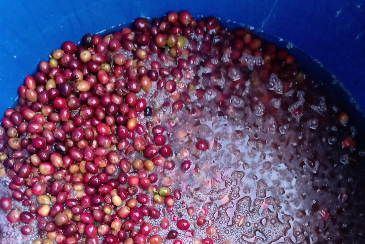 Kolumbien, Antioquia, Fincamigos, Laurina (LowCaf)