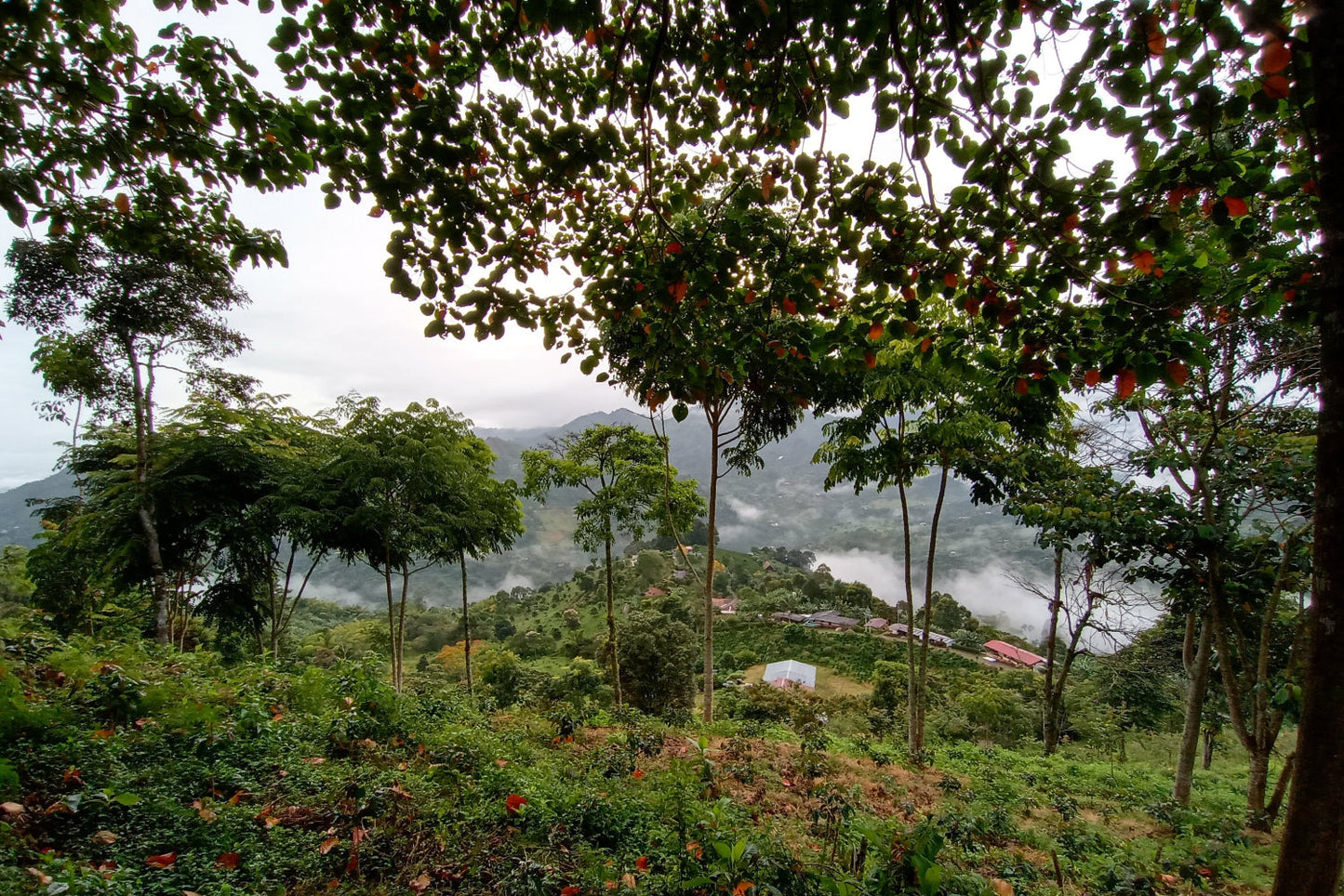 Kolumbien, Antioquia, Fincamigos, Laurina (LowCaf)