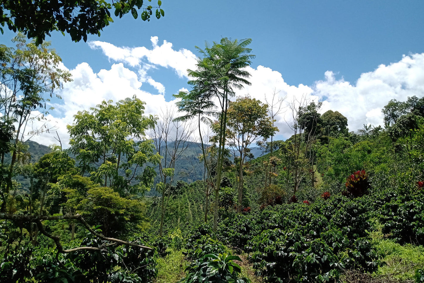 Kolumbien, Antioquia, Fincamigos, Laurina (LowCaf)