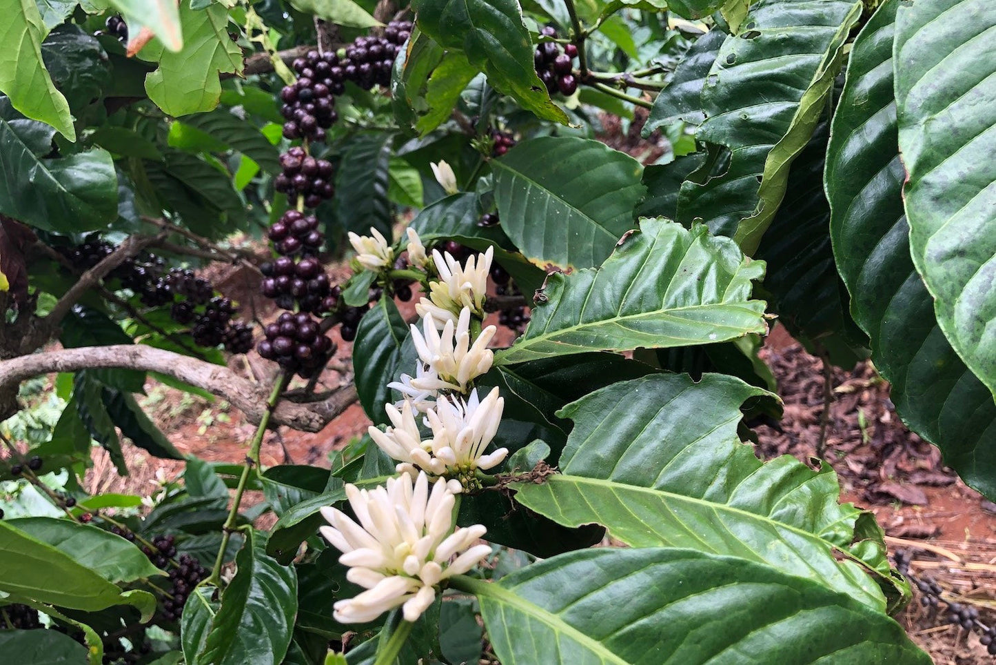 Vietnam, Siêu Sao, Tamba Coffee