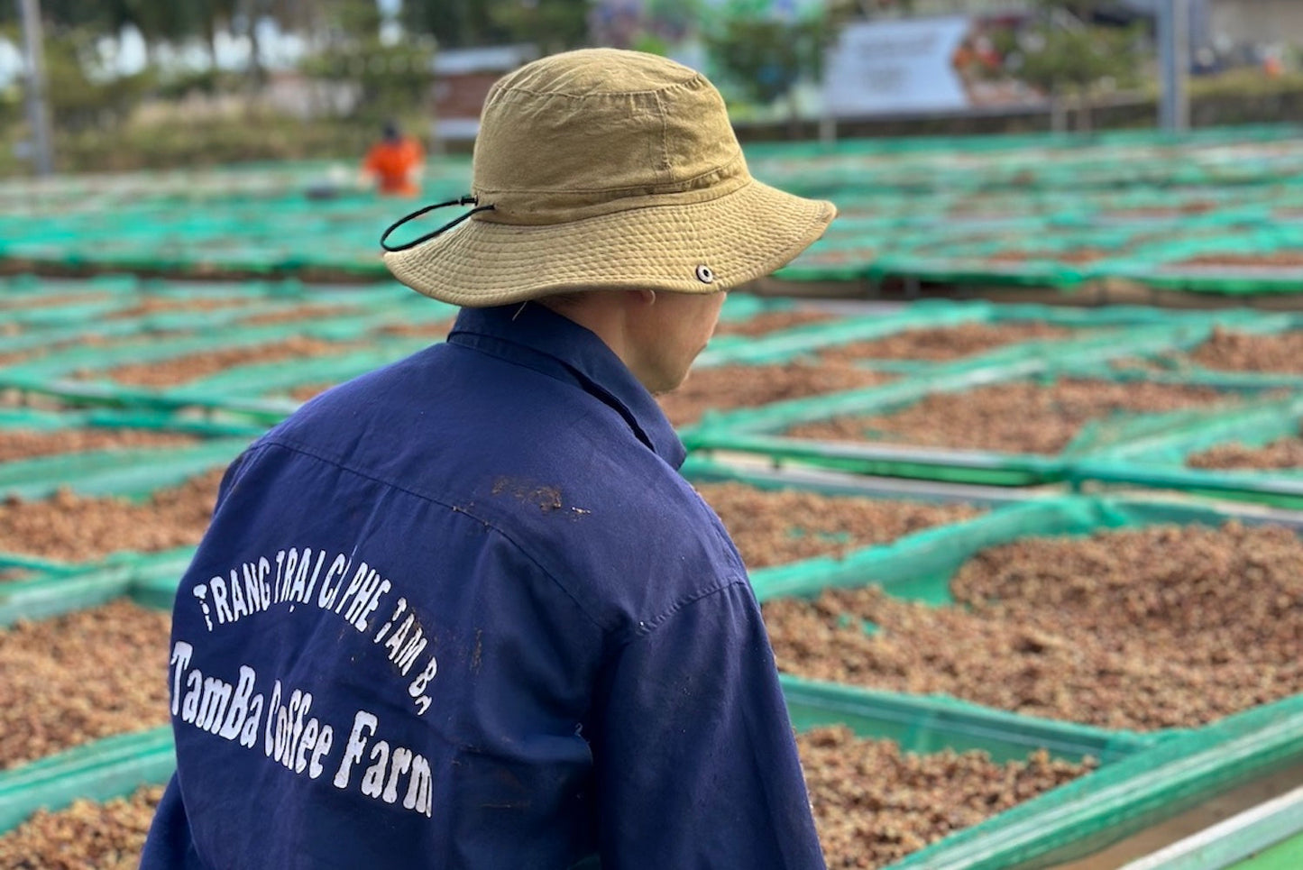 Vietnam, Siêu Sao, Tamba Coffee