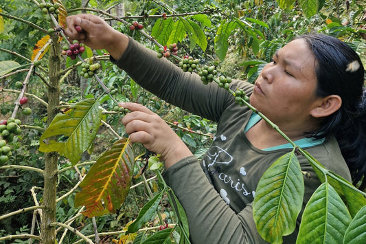 Peru, Ave Fénix, Finca de Marin Ciriaco Gino Sadler, BIO