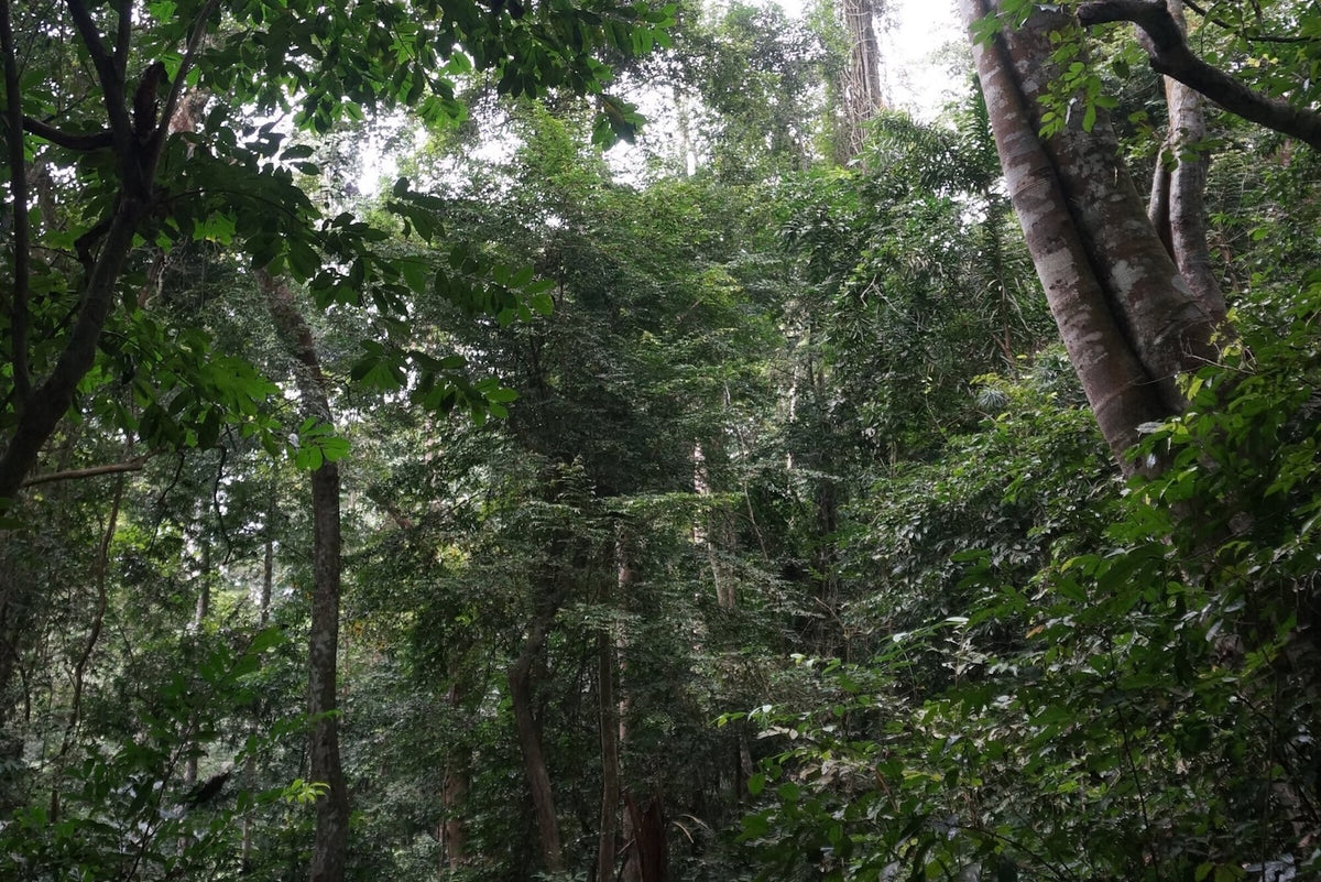 DR Congo, Lukula, Luki Mvuka