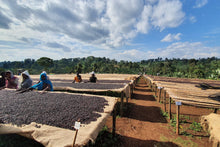 Lade das Bild in den Galerie-Viewer, Äthiopien, Sidama, Buriso Amaje
