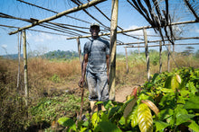 Lade das Bild in den Galerie-Viewer, Guinea, Macenta Beans, Mamy Dioubaté
